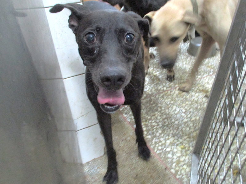 高雄市壽山動物保護教育園區,編號:423173, 混種犬          