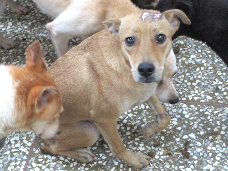 高雄市壽山動物保護教育園區,編號:423166, 混種犬          