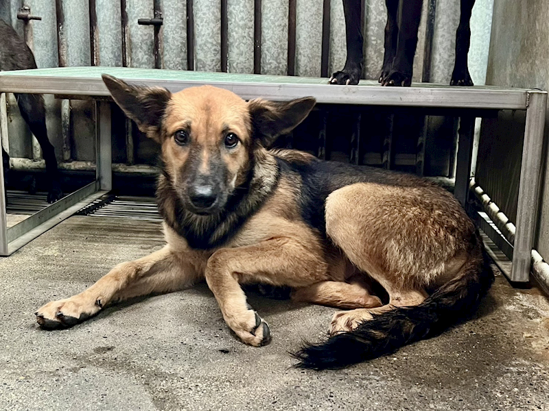 彰化縣流浪狗中途之家,編號:421165, 混種犬          