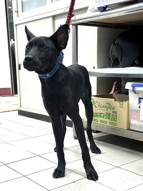 彰化縣流浪狗中途之家,編號:416431, 混種犬          