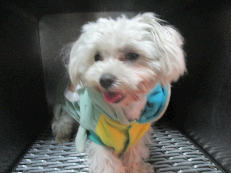 高雄市壽山動物保護教育園區,編號:396709, 瑪爾濟斯犬           