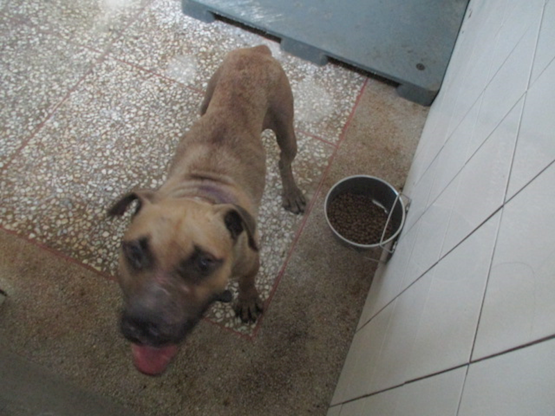 高雄市壽山動物保護教育園區,編號:316439, 比特犬