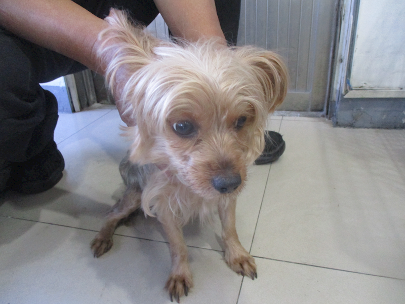 高雄市壽山動物保護教育園區,編號:405836, 約克夏