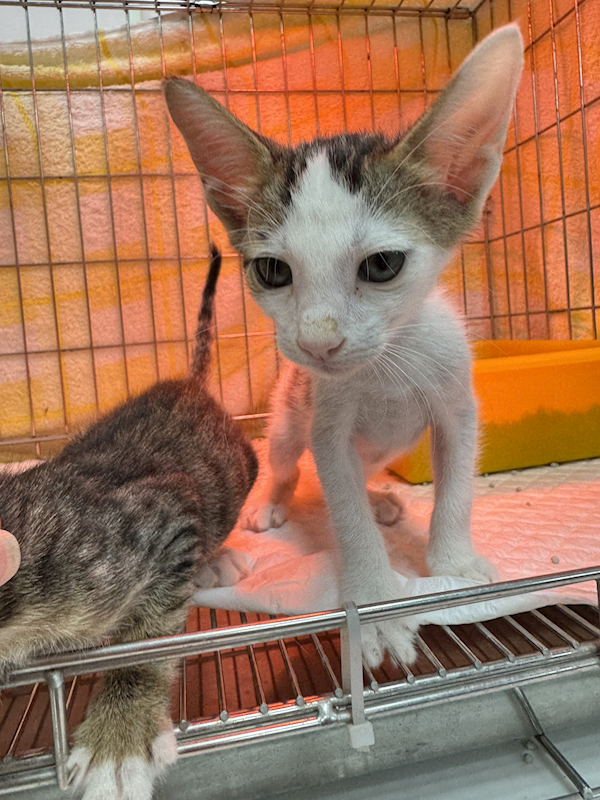 新北市八里區公立動物之家,編號:422756, 混種貓                 