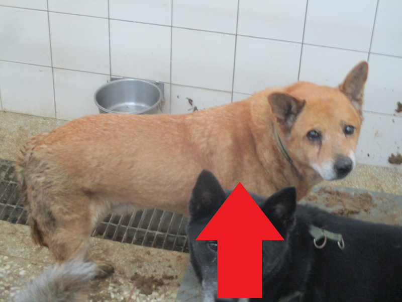 高雄市壽山動物保護教育園區,編號:396870, 混種犬          