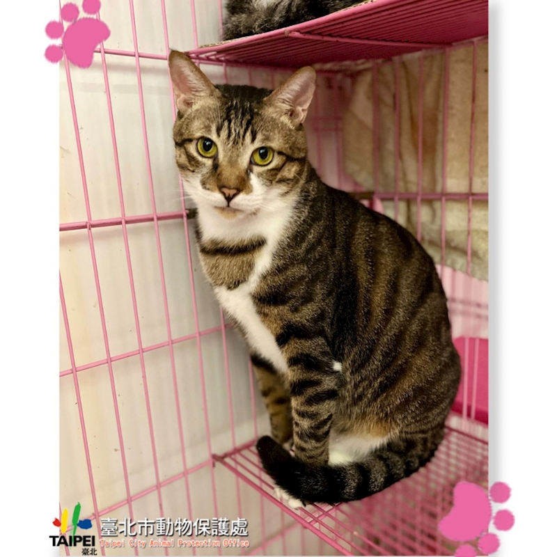 臺北市動物之家,編號:282088, 混種貓                 