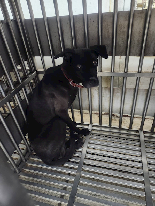 新北市板橋區公立動物之家,編號:375174, 混種犬          