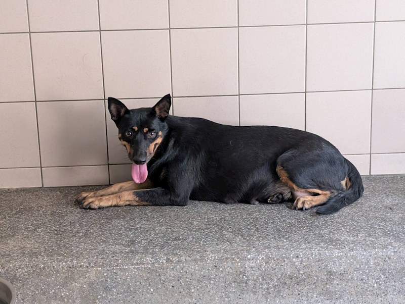 高雄市燕巢動物保護關愛園區,編號:422176, 混種犬          