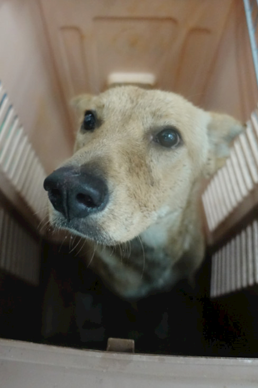 宜蘭縣流浪動物中途之家,編號:423390, 混種犬          