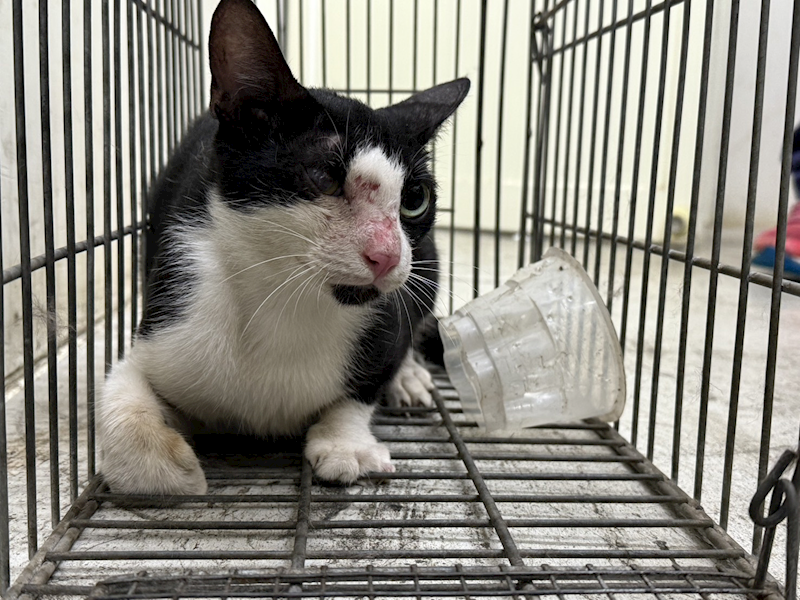 臺北市動物之家,編號:416057, 混種貓                 