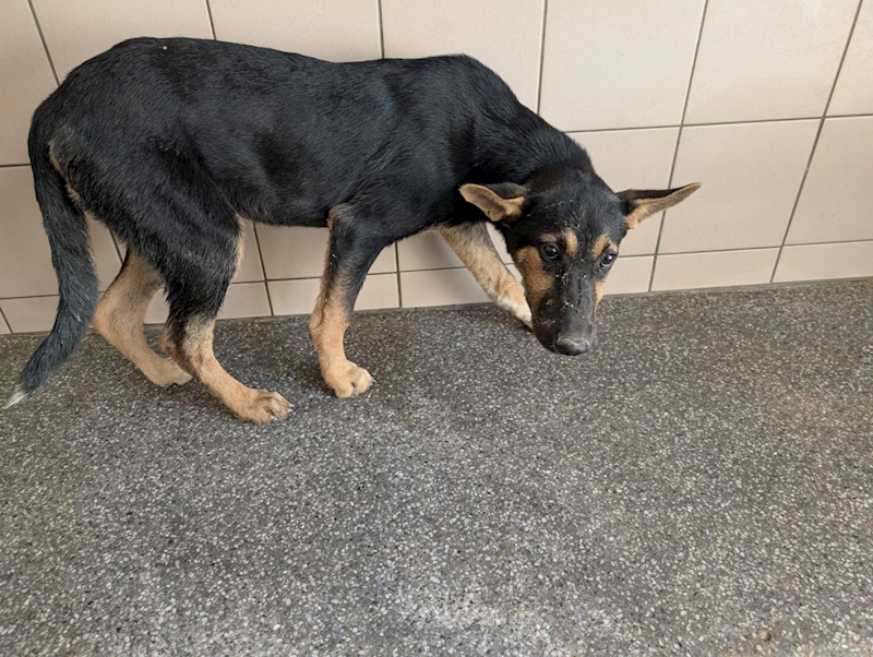 高雄市燕巢動物保護關愛園區,編號:422179, 混種犬          