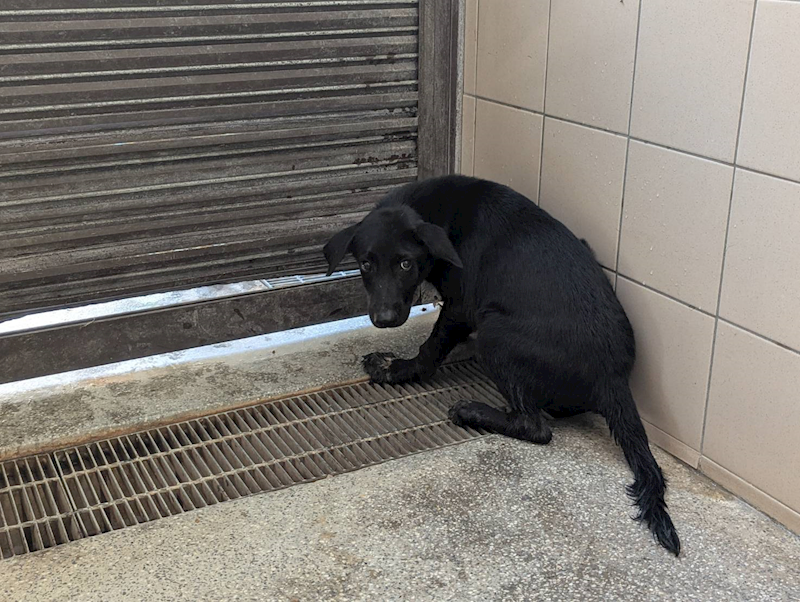 高雄市燕巢動物保護關愛園區,編號:420349, 混種犬          
