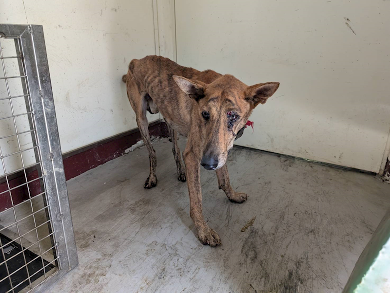 高雄市燕巢動物保護關愛園區,編號:420317, 混種犬          