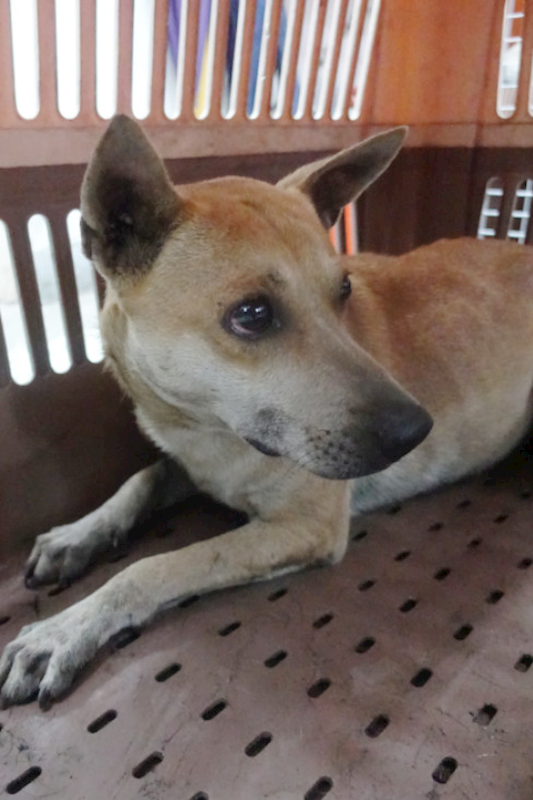 宜蘭縣流浪動物中途之家,編號:423365, 混種犬          