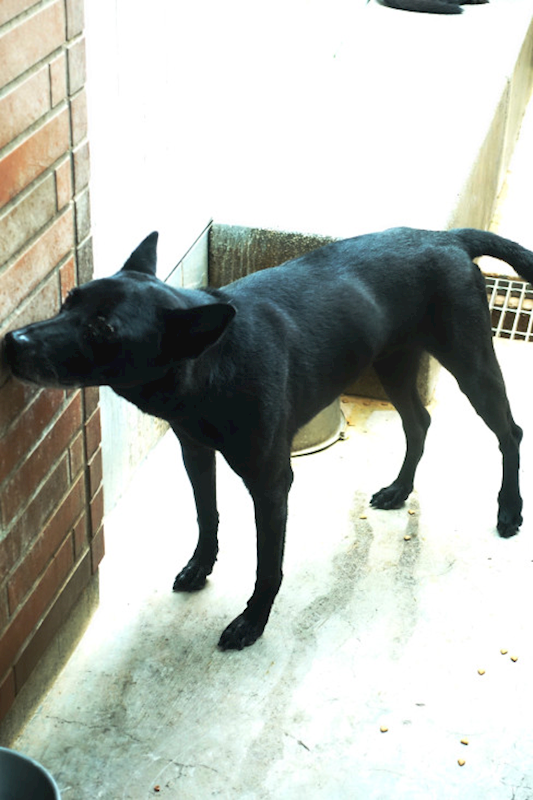 宜蘭縣流浪動物中途之家,編號:423192, 混種犬          