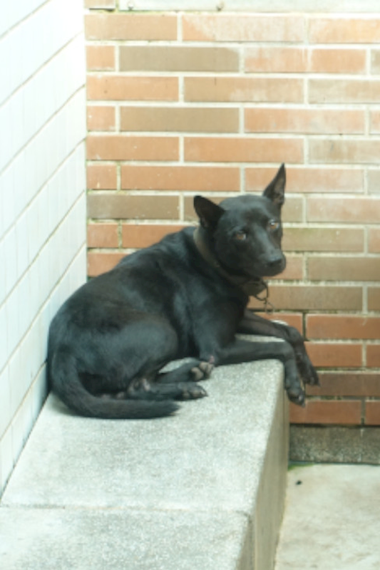 宜蘭縣流浪動物中途之家,編號:423191, 混種犬          