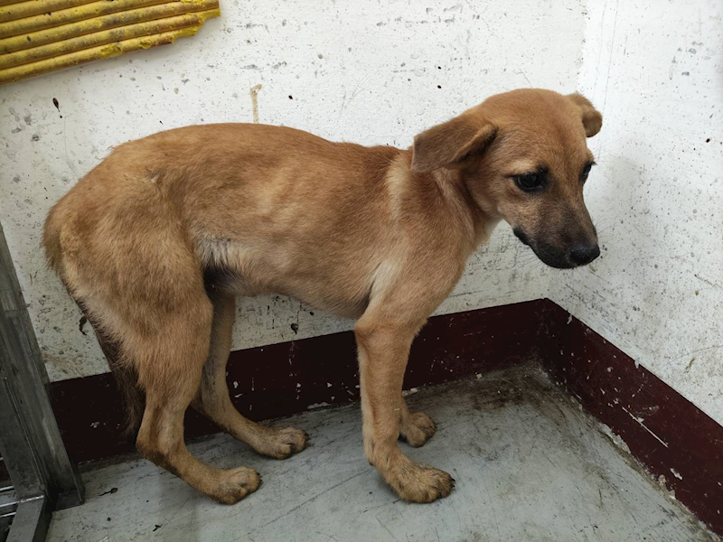 高雄市燕巢動物保護關愛園區,編號:423450, 混種犬          