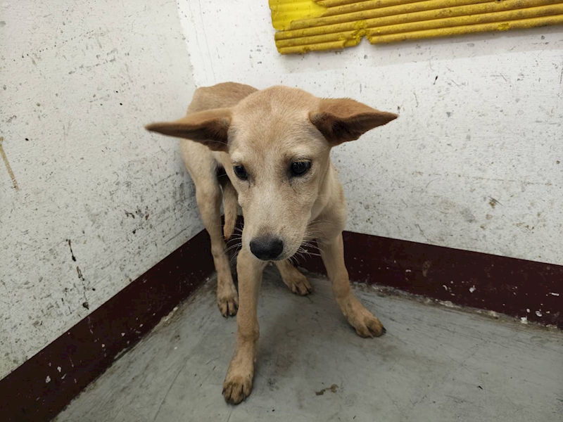 高雄市燕巢動物保護關愛園區,編號:423449, 混種犬          