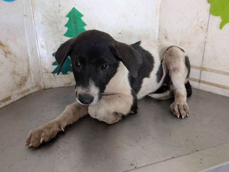 高雄市燕巢動物保護關愛園區,編號:423447, 混種犬          