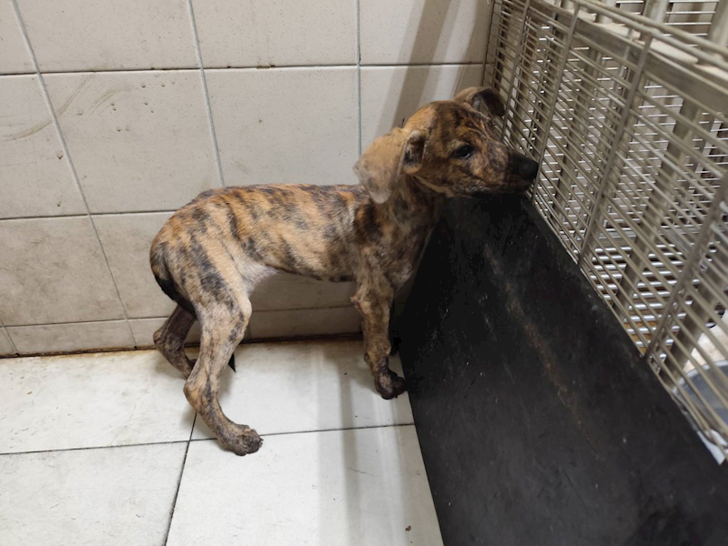 高雄市燕巢動物保護關愛園區,編號:423446, 混種犬          