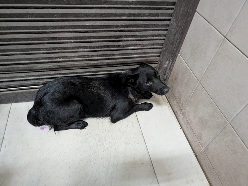 高雄市燕巢動物保護關愛園區,編號:423443, 混種犬          