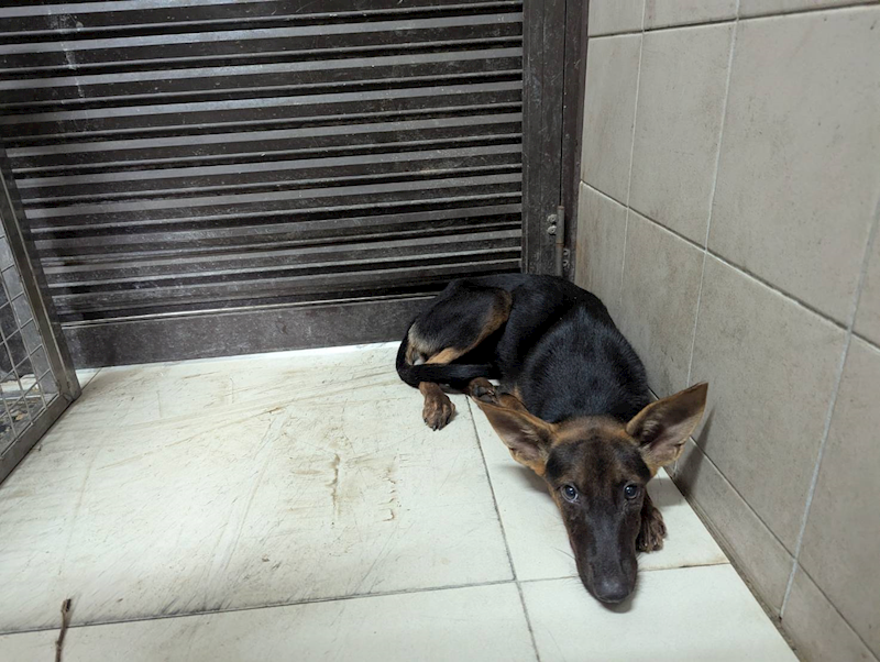 高雄市燕巢動物保護關愛園區,編號:423438, 混種犬          
