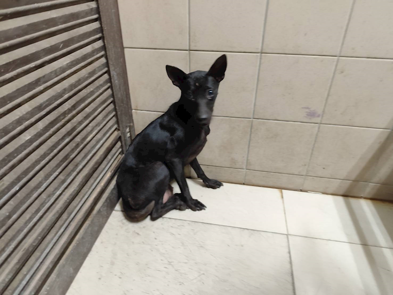 高雄市燕巢動物保護關愛園區,編號:423429, 混種犬          