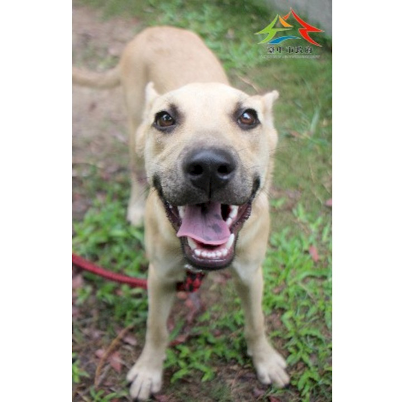 臺中市動物之家后里園區,編號:420392, 混種犬          