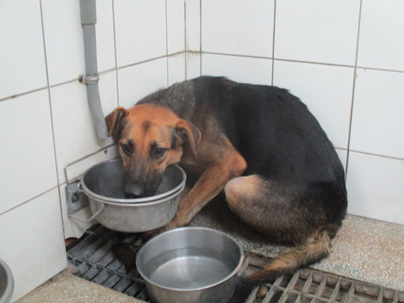 高雄市壽山動物保護教育園區,編號:334111, 混種犬          