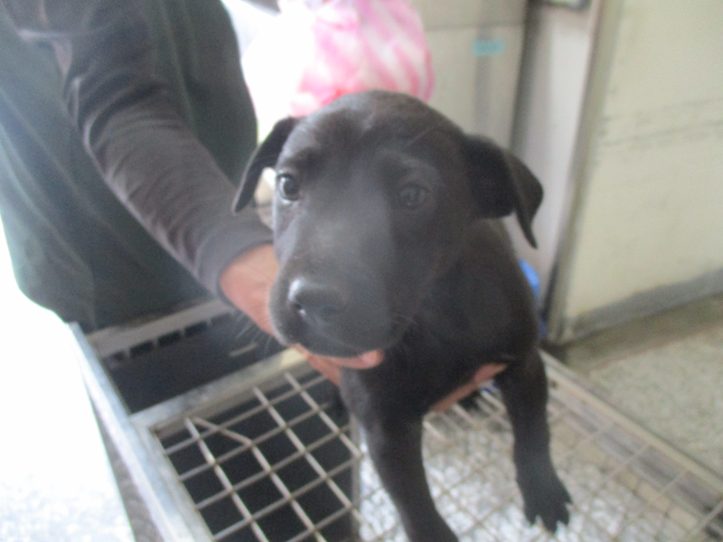 高雄市壽山動物保護教育園區,編號:400975, 混種犬          