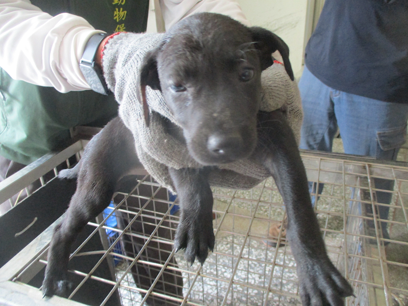 高雄市壽山動物保護教育園區,編號:400978, 混種犬          