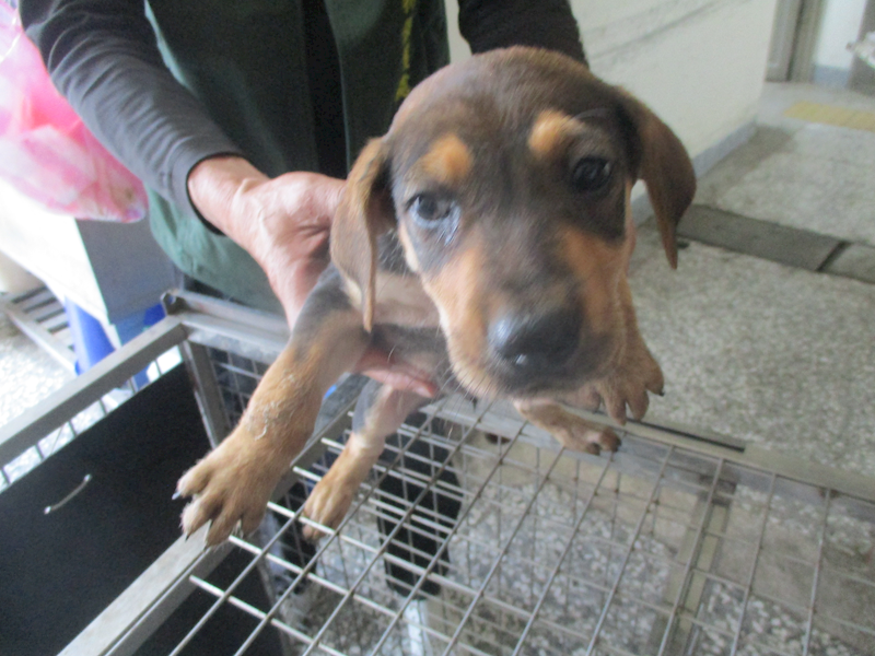 高雄市壽山動物保護教育園區,編號:400984, 混種犬          