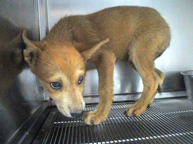 高雄市壽山動物保護教育園區,編號:402474, 混種犬          