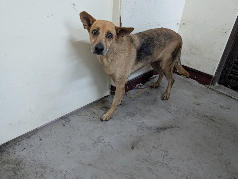 高雄市燕巢動物保護關愛園區,編號:423589, 混種犬          