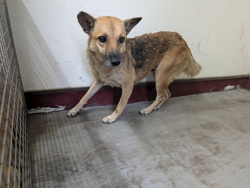 高雄市燕巢動物保護關愛園區,編號:423587, 混種犬          