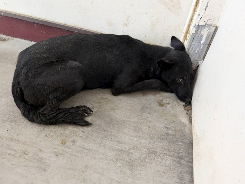 高雄市燕巢動物保護關愛園區,編號:423579, 混種犬          