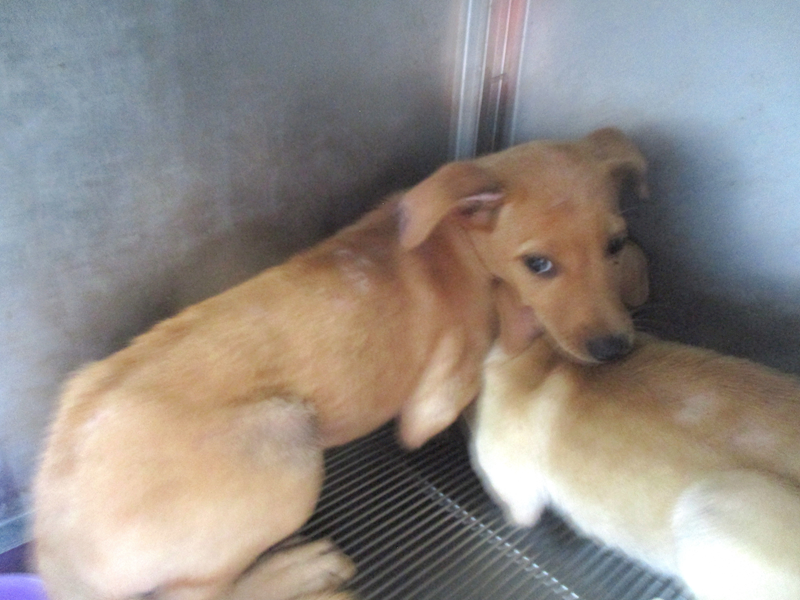 高雄市壽山動物保護教育園區,編號:412641, 混種犬          