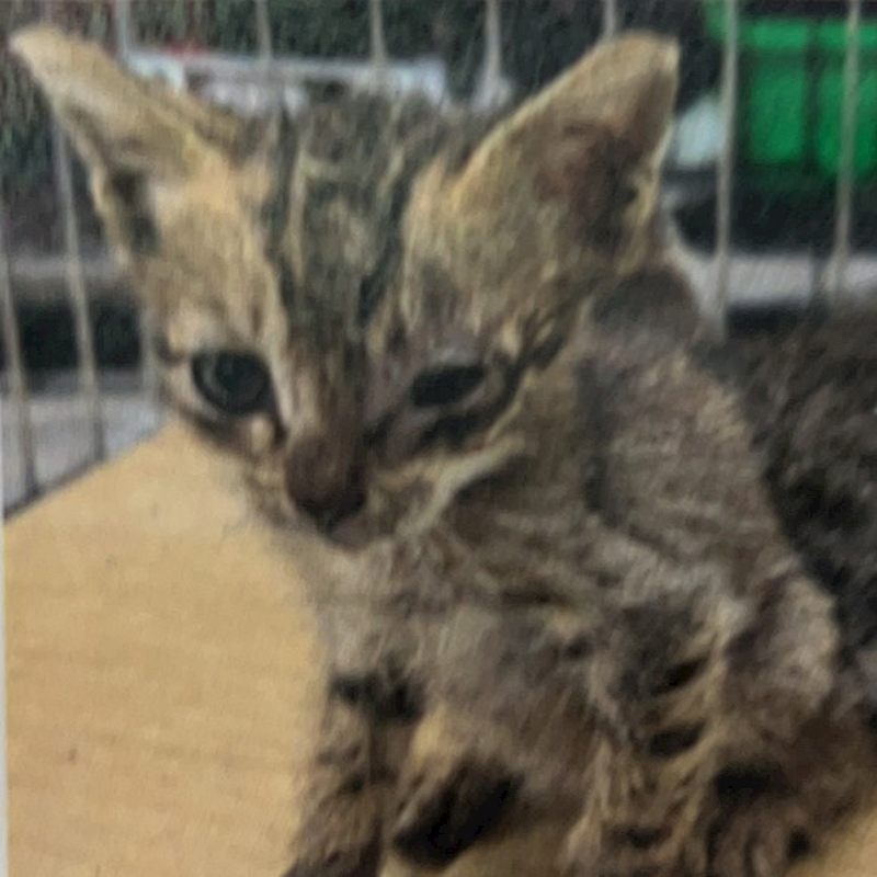 新北市新店區公立動物之家,編號:423560, 混種貓                 