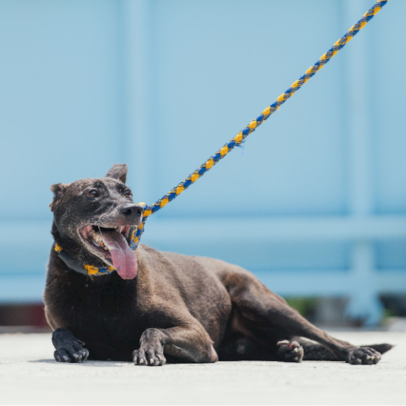 新北市八里區公立動物之家,編號:36332, 混種犬          