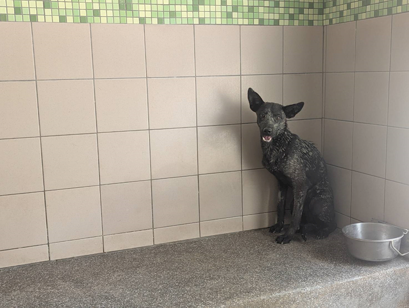 高雄市燕巢動物保護關愛園區,編號:423558, 混種犬          