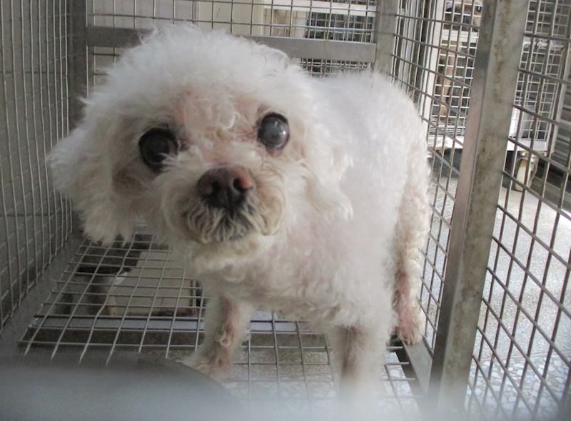 高雄市壽山動物保護教育園區,編號:417381, 瑪爾濟斯犬           