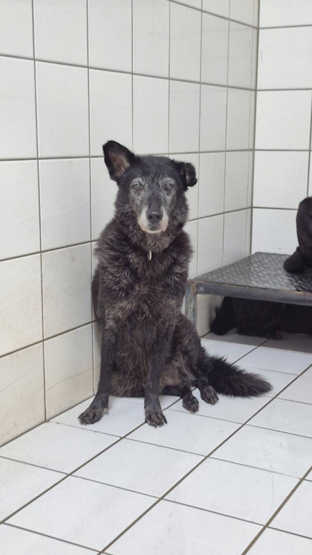 新北市八里區公立動物之家,編號:36333, 混種犬          