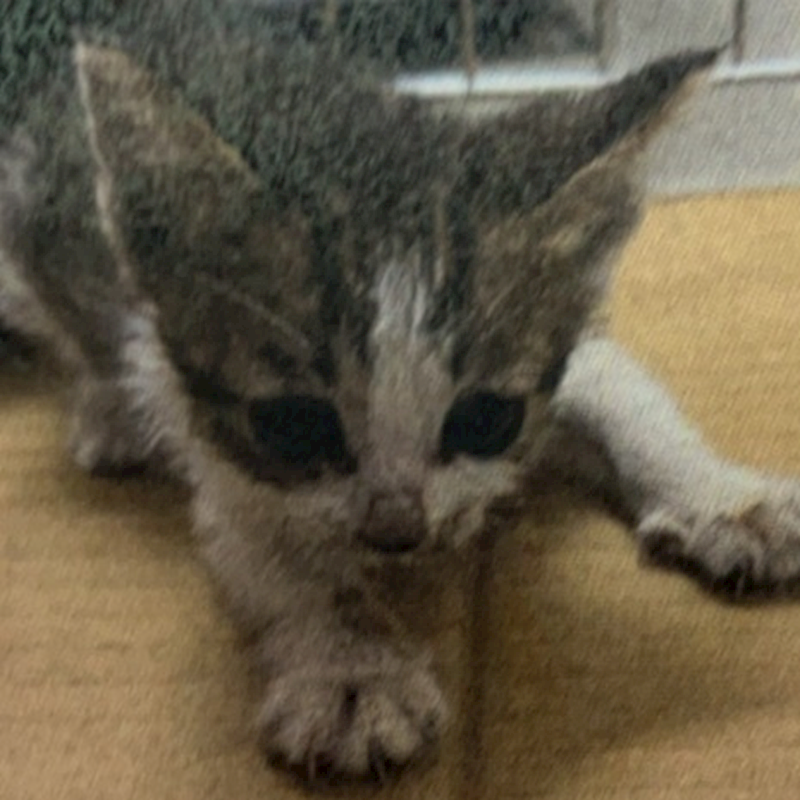 新北市新店區公立動物之家,編號:423546, 混種貓                 