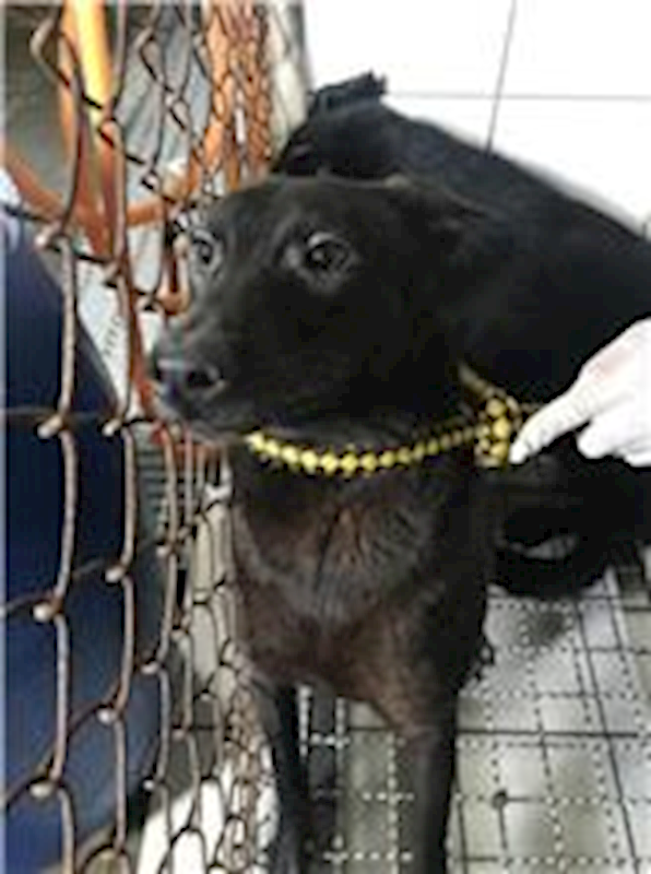 新北市八里區公立動物之家,編號:36349, 混種犬          