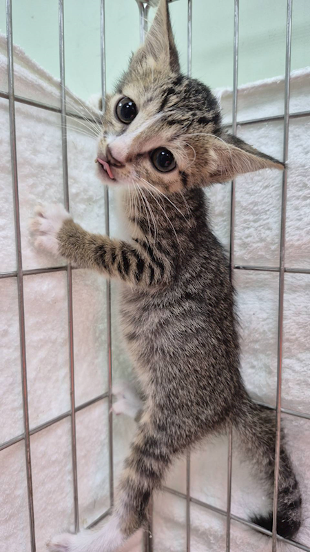 新北市八里區公立動物之家,編號:423485, 混種貓                 