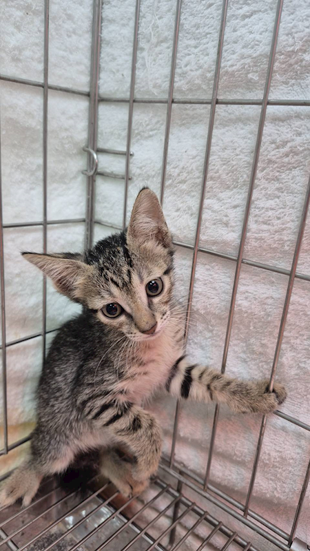 新北市八里區公立動物之家,編號:423512, 混種貓                 