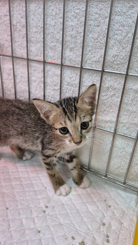 新北市八里區公立動物之家,編號:423514, 混種貓                 