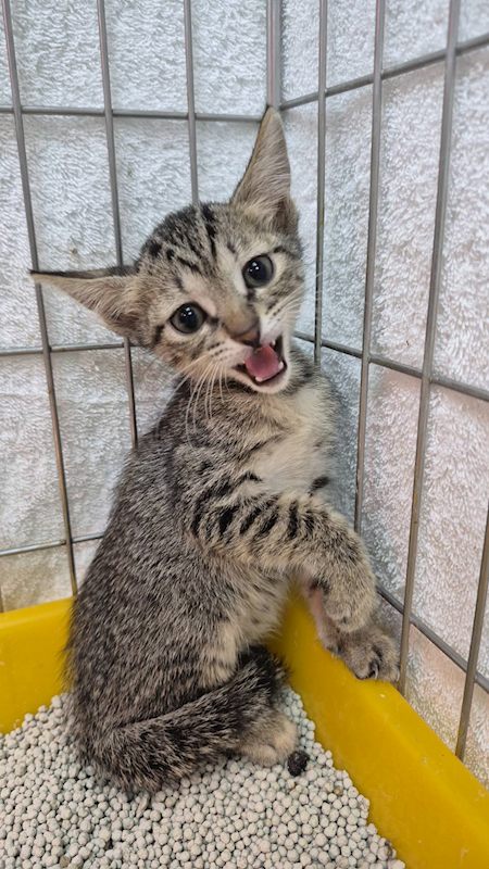 新北市八里區公立動物之家,編號:423515, 混種貓                 