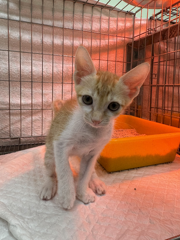 新北市八里區公立動物之家,編號:423526, 混種貓                 