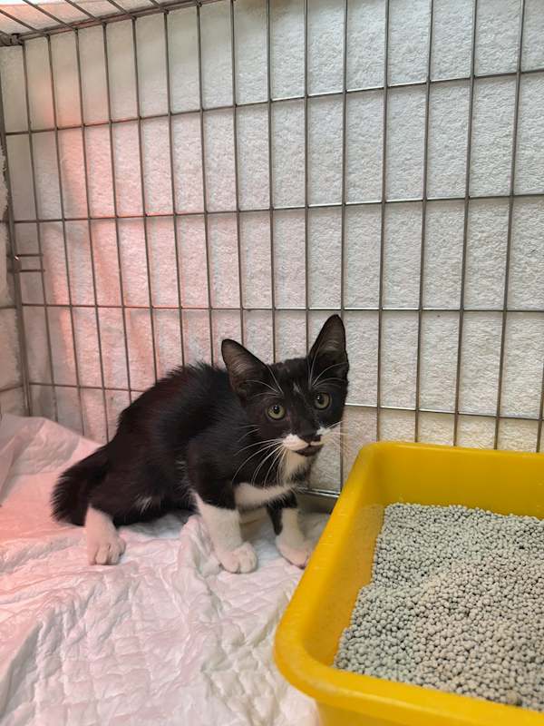 新北市八里區公立動物之家,編號:423459, 混種貓                 
